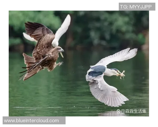 马塞与布雷斯特激战正酣谁能在这场较量中笑到最后